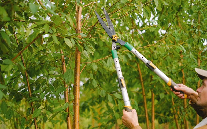 Tree trimming in Hannastown, PA